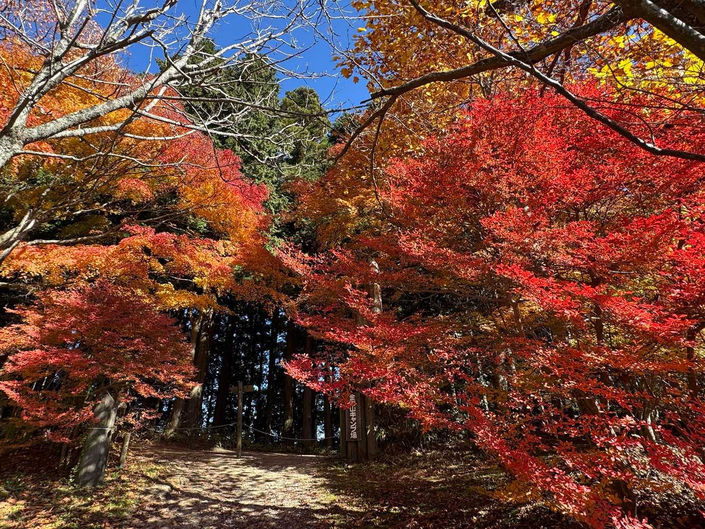 千早本道登山口-金剛山-金剛山山頂売店-転法輪寺-金剛山葛 縦走コースの写真