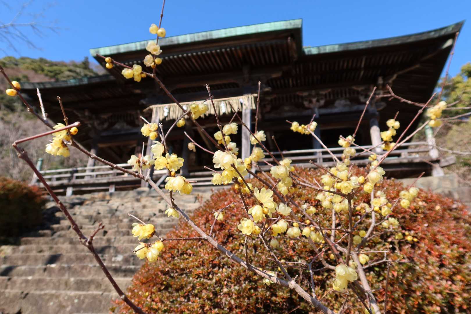 蝋梅
甘～い香り(´ω｀*)