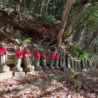 おじそう様がズラリ