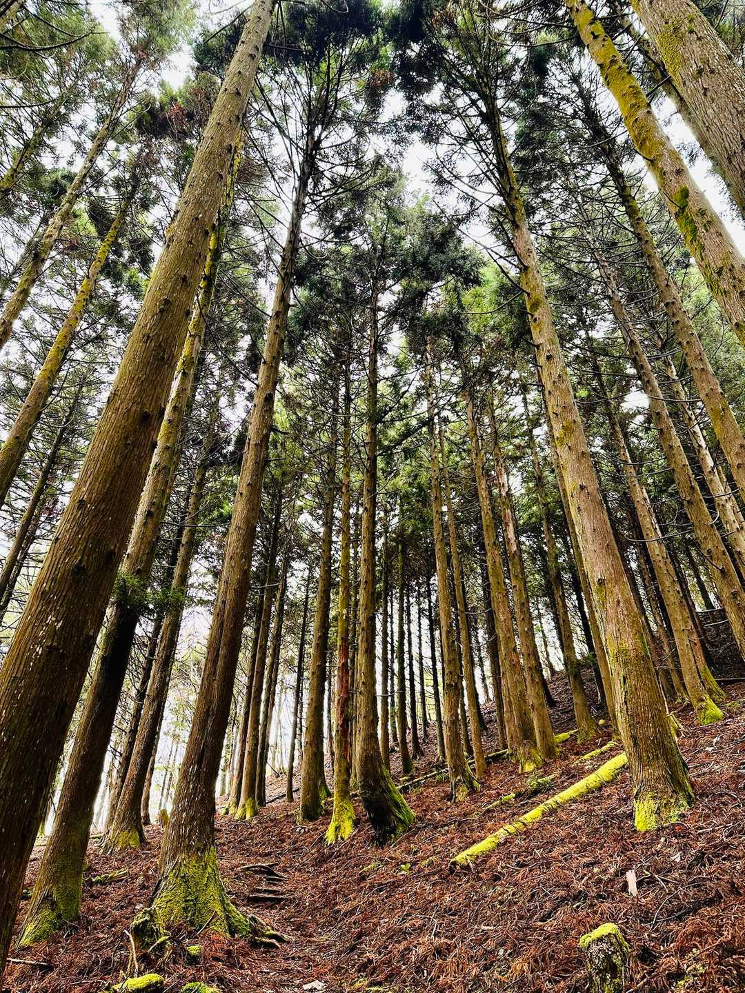 スギゾーン🌲