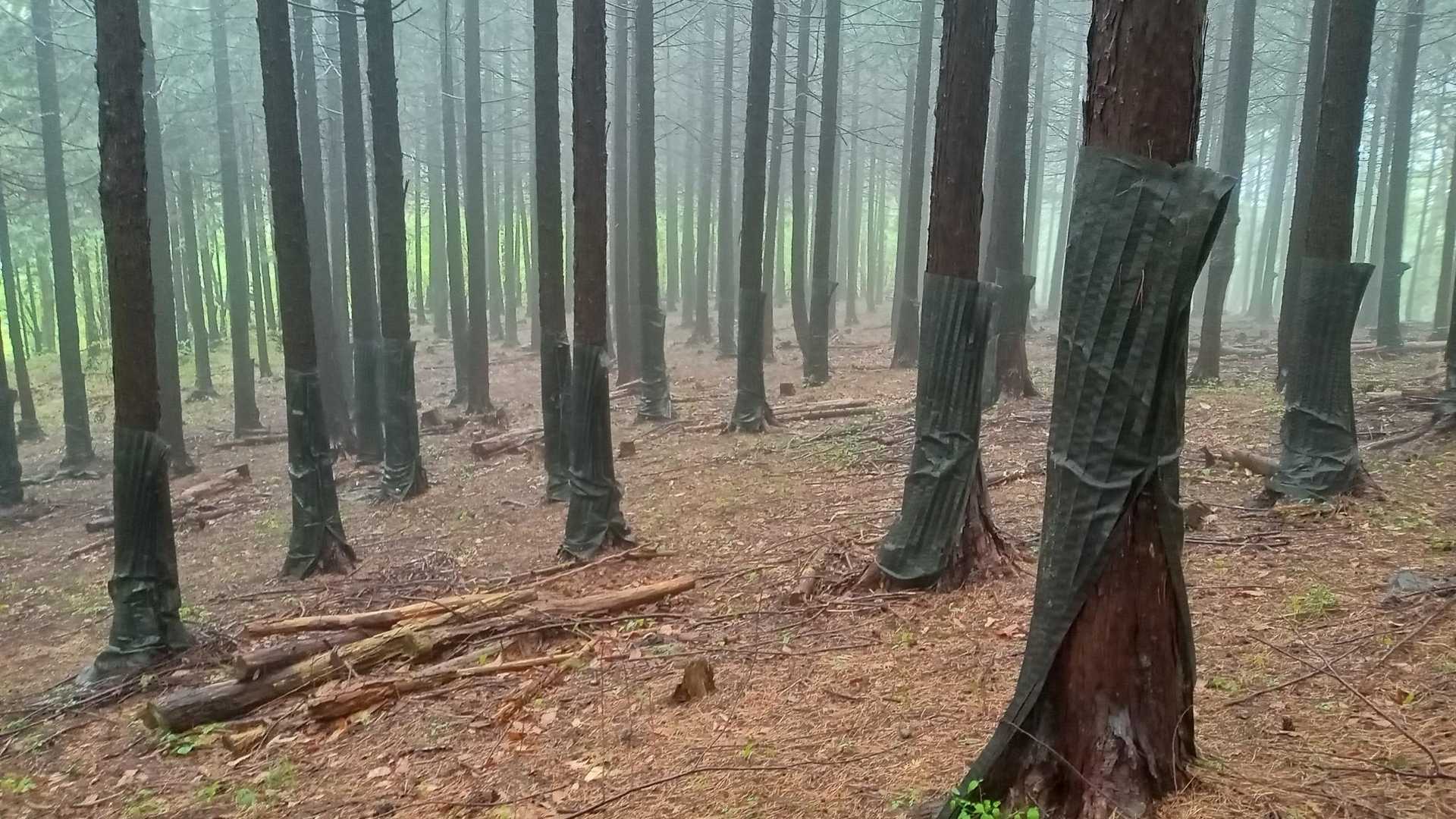 鹿対策でしょうか