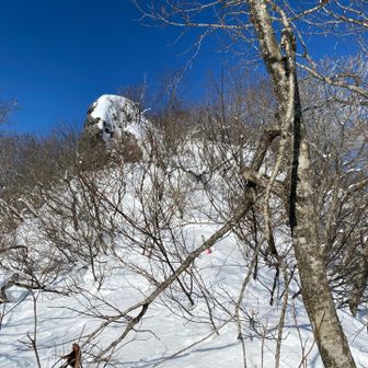 木々にバシバシ攻撃を食らいながら進む