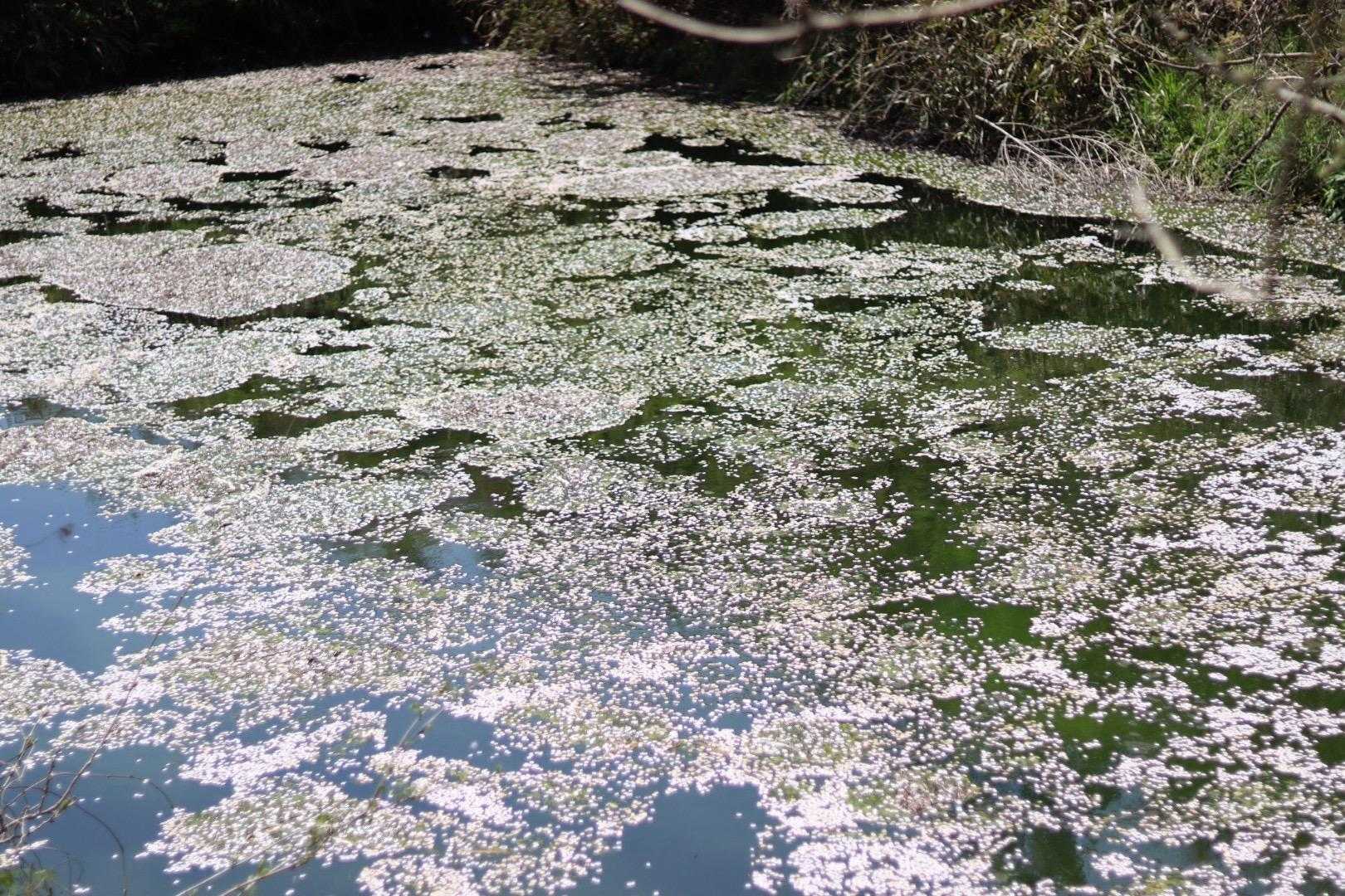 古城山 往復コースの写真