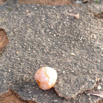 銀杏がまだ残ってました🍂