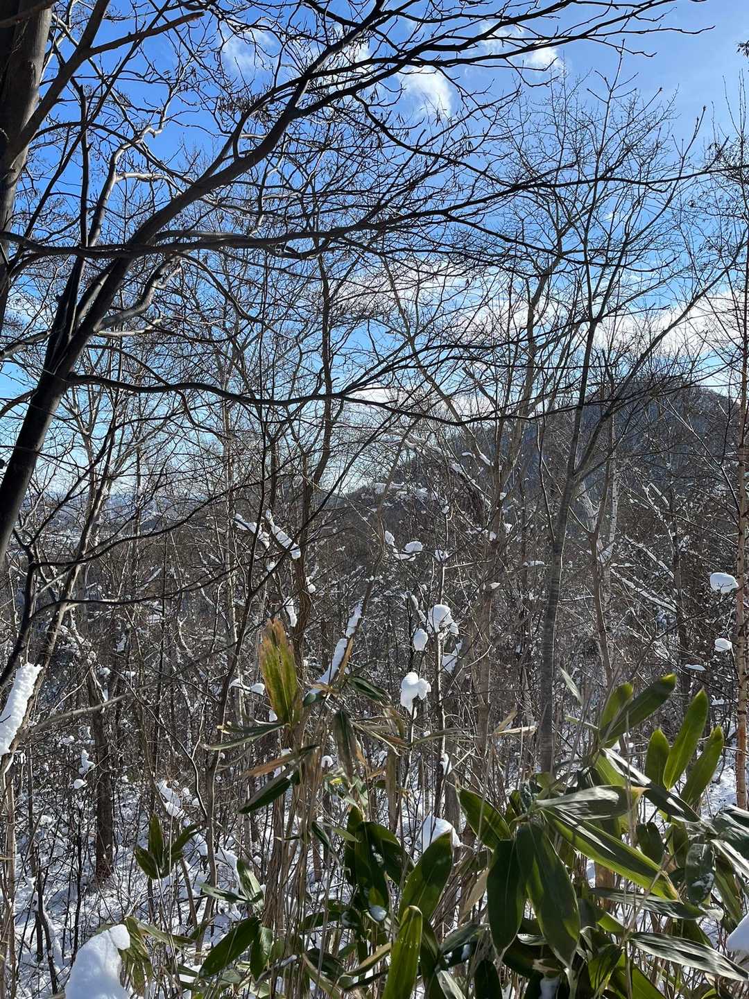 円山&三角山⛰️
こんな事だったら三角山も先に登っとけば良かった。😭