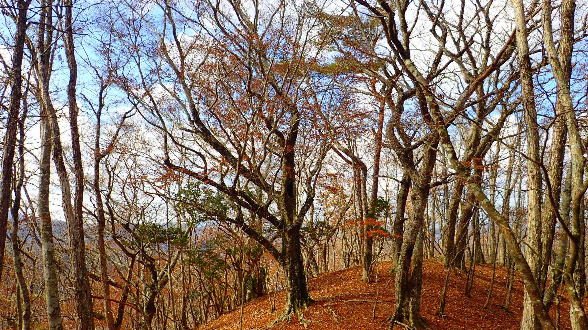 口千丈岳登山口-口千丈山-焼山ノ太尾ノ頭 往復コースの写真