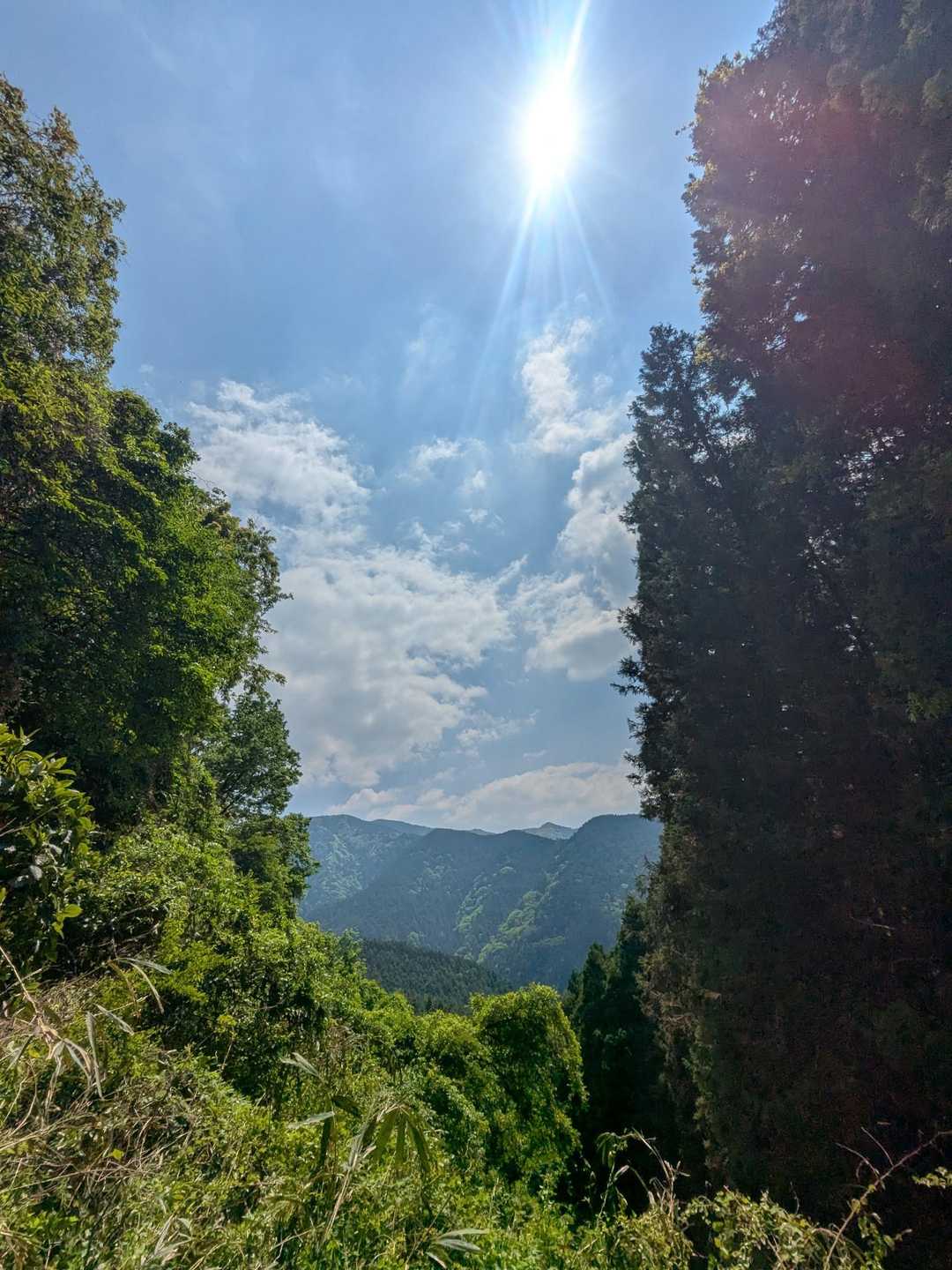 このまま金剛山も登りたい。けど、帰ろ