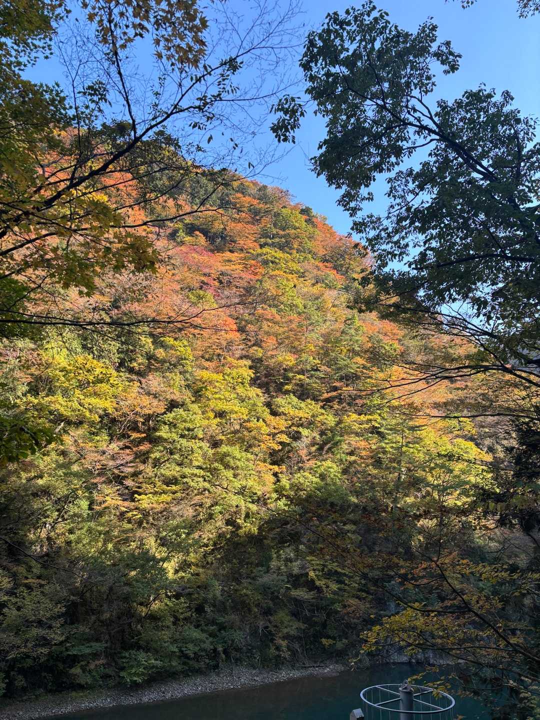 紅葉🍁