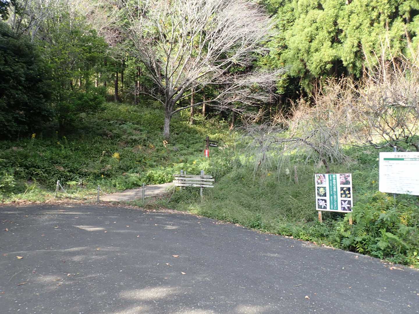 ここからドウダンの小径に入っていく。