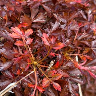 チングルマ🍁