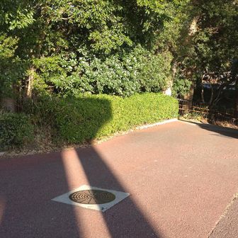 レストハウスの東に
みどり滝、和庭園への道が
分岐しています。

この道に入って行きましょう🐇