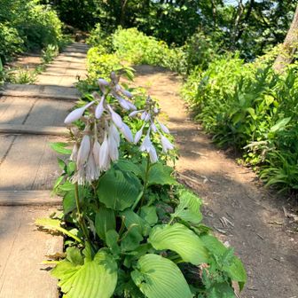 ギボウシだっけか？
うちにもあるなあ