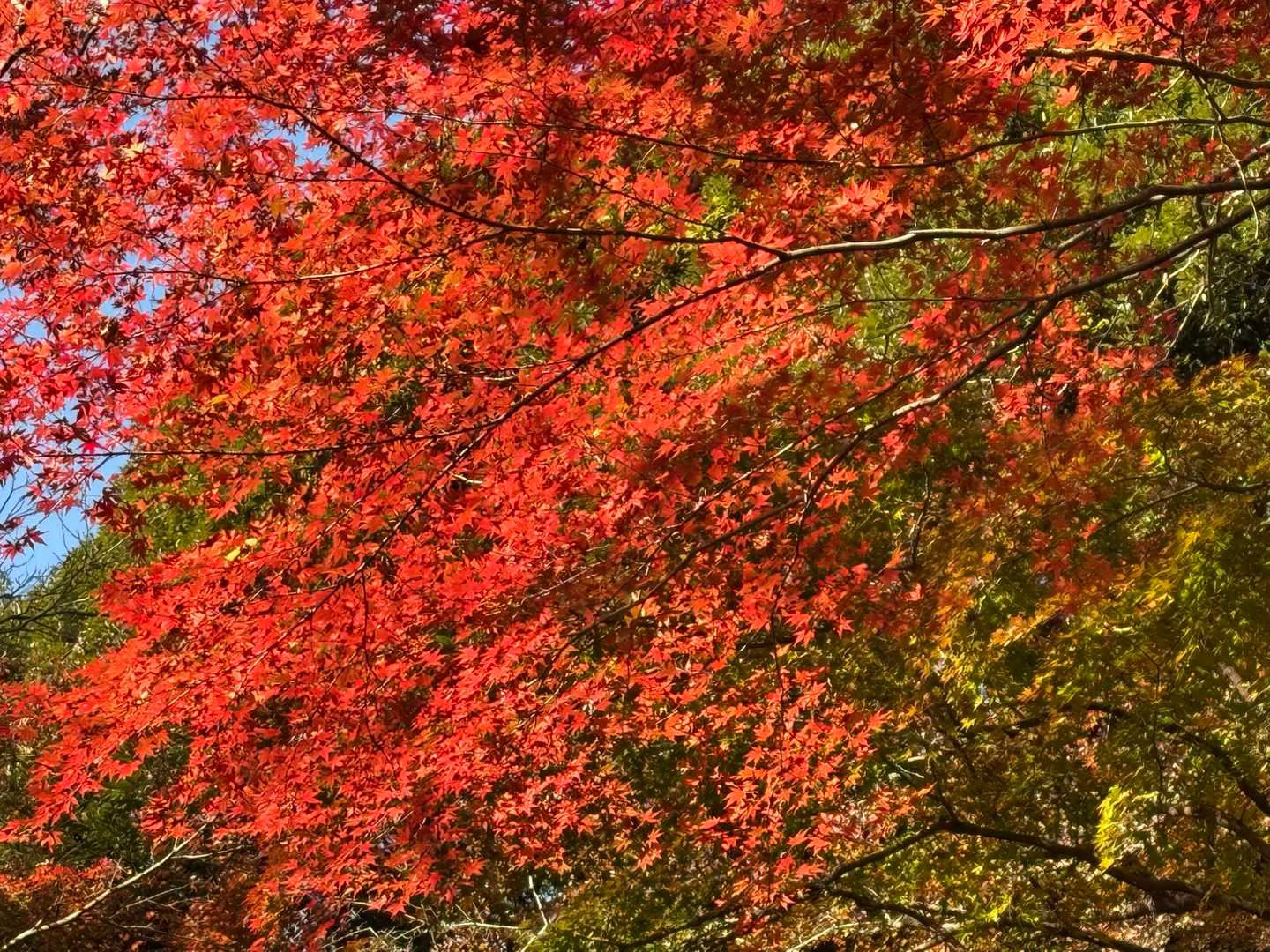 自然も街歩きも堪能！鎌倉の魅力を丸ごと体感できる天園ハイキングの写真