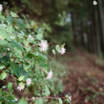 石鎚側に降りる方