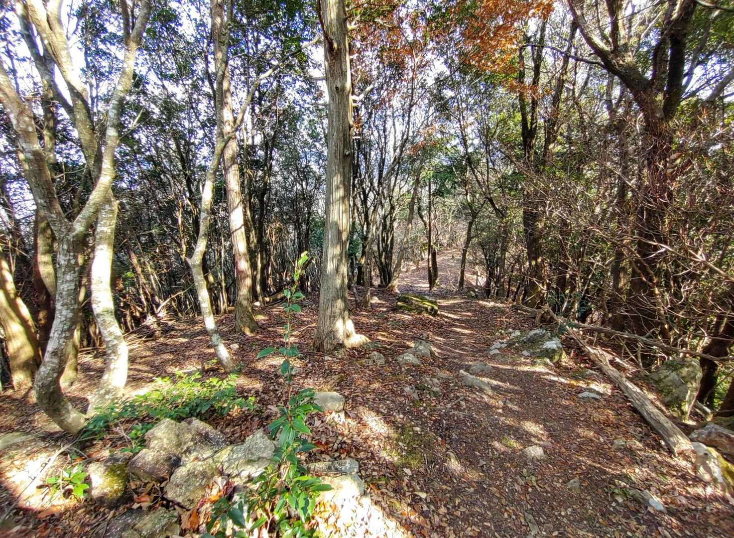 歩きやすい登山道🥾🥾