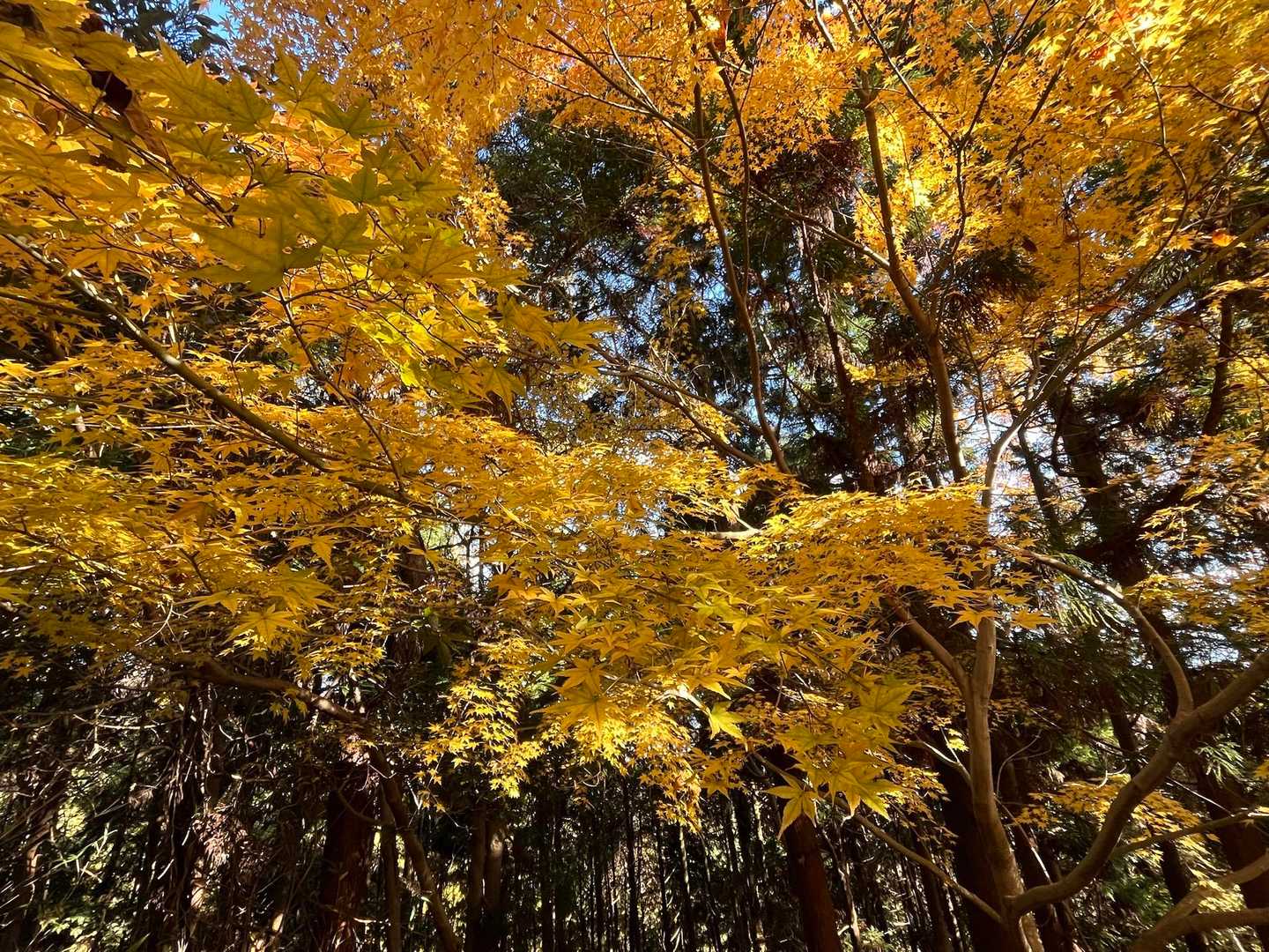 このあたりから紅葉祭り🍁✨
満喫しました！

黄色いもみじ珍しい⭐️