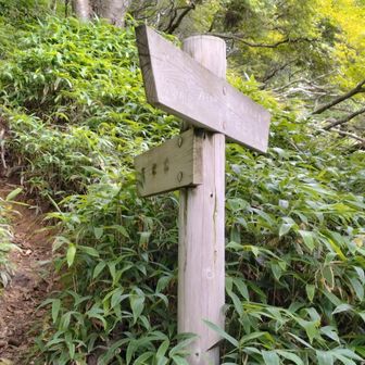 奥秩父主脈の分岐に下りてきました。