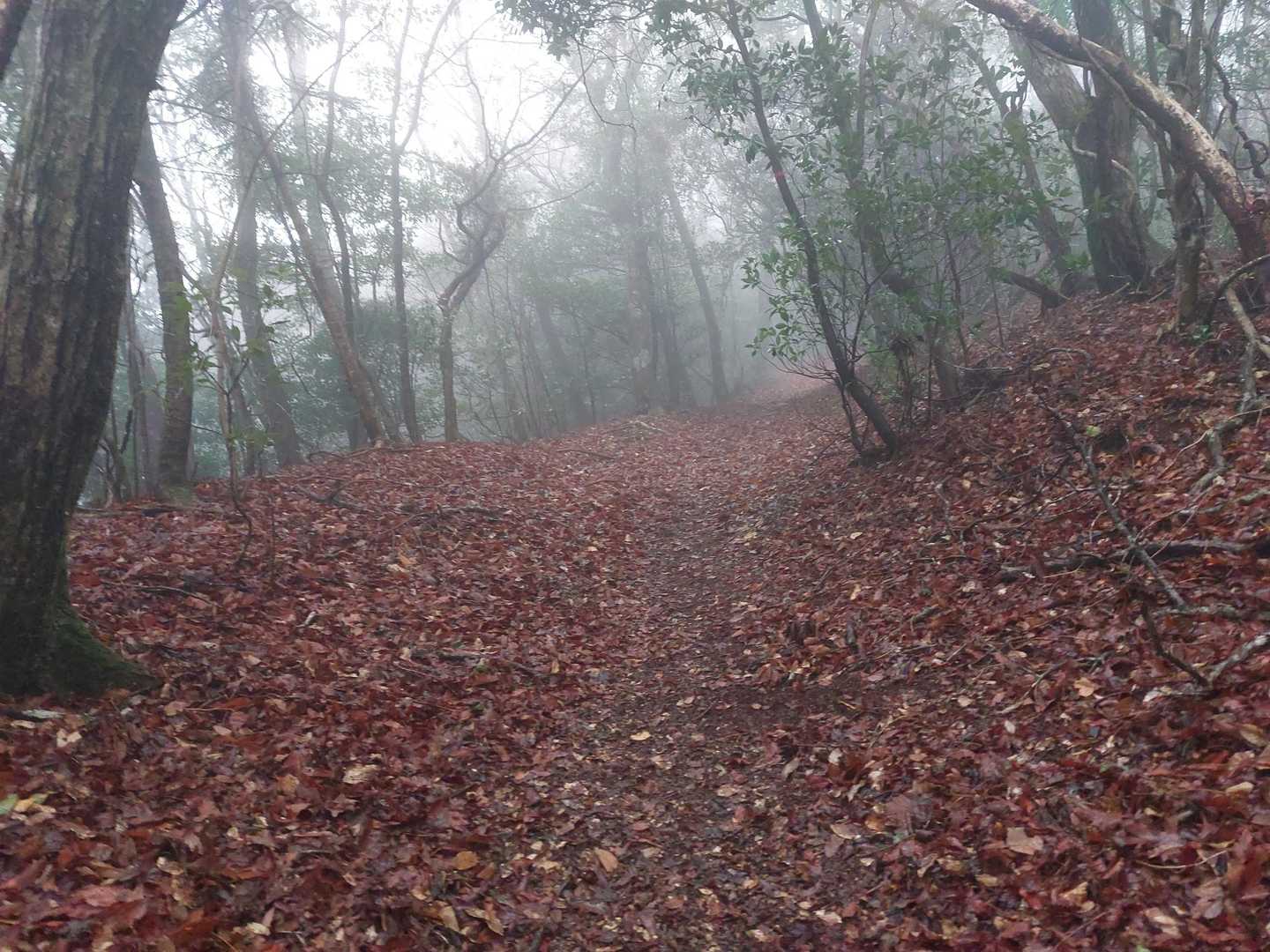 霧雨の登山道。