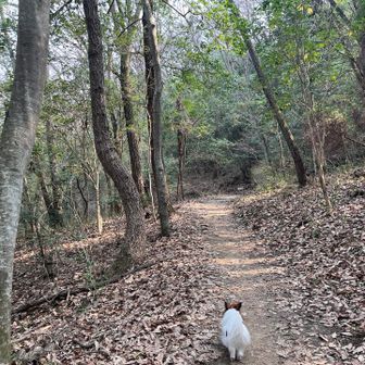 しんどいルートは回避しようか…どうしようか…