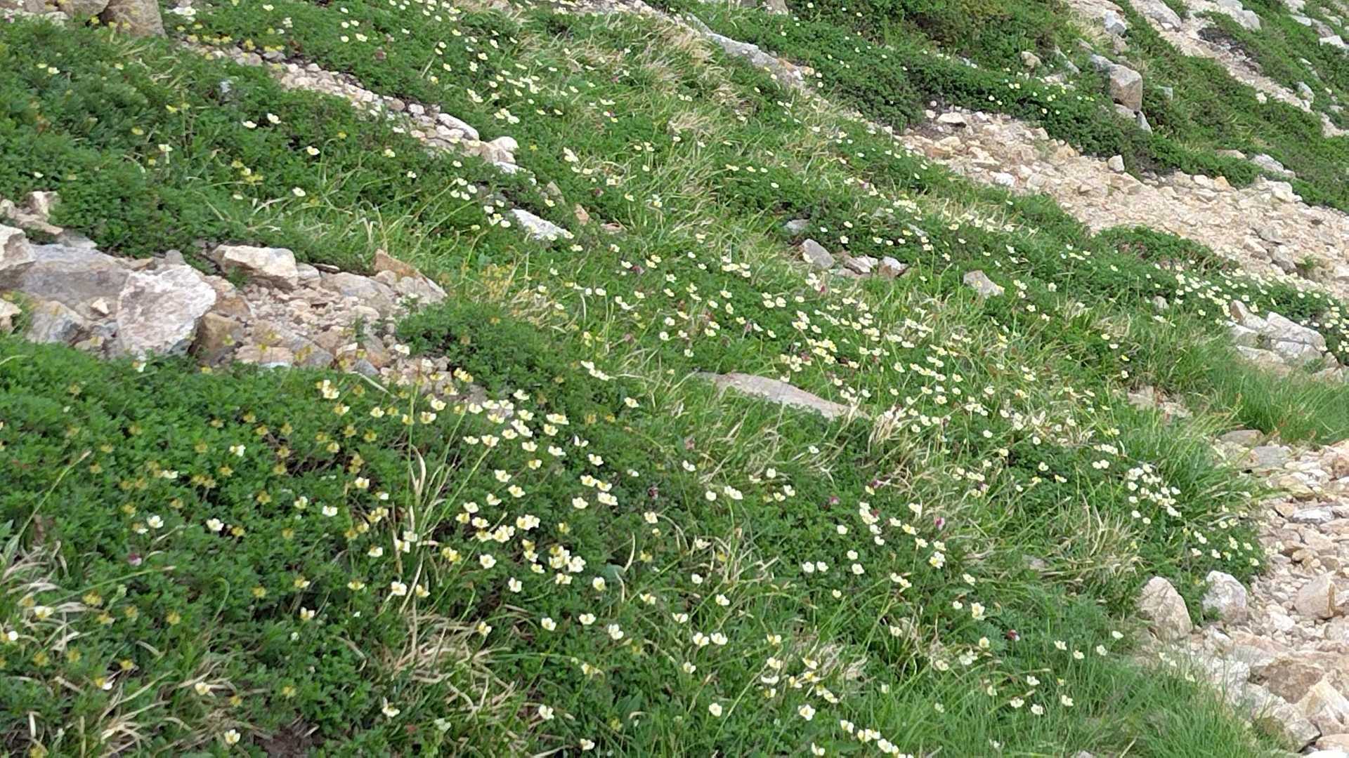 なんとチングルマのお花畑😍