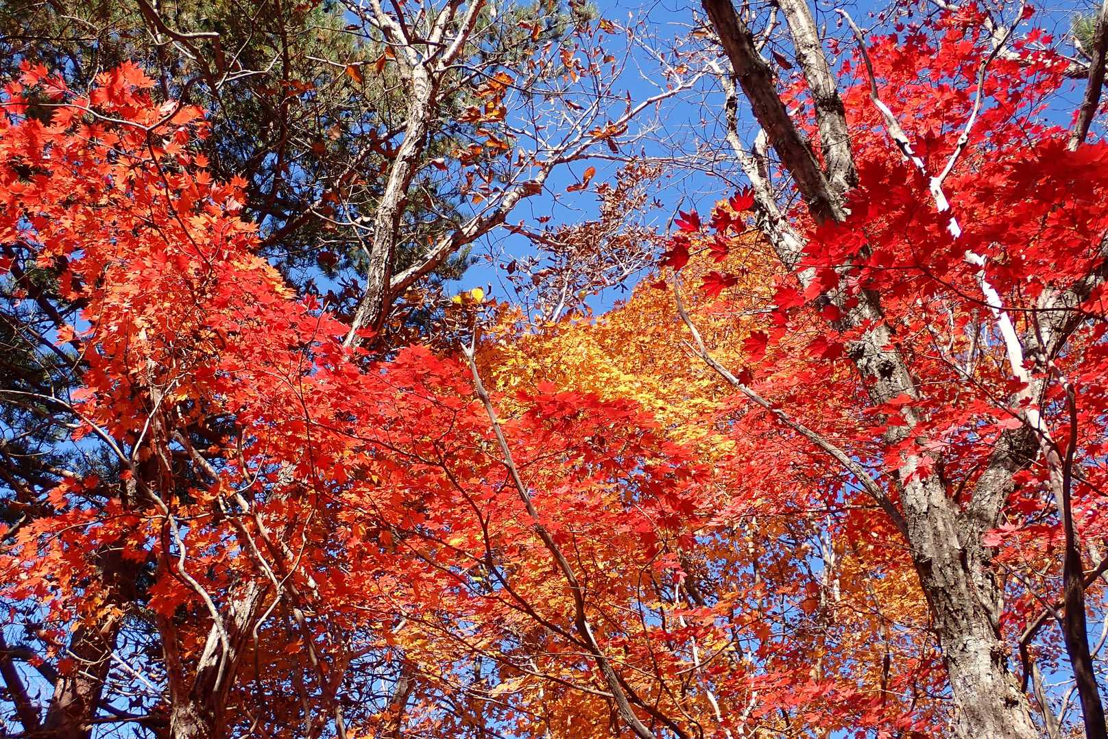 林道に至るまでの下山道は紅葉が真っ盛り。