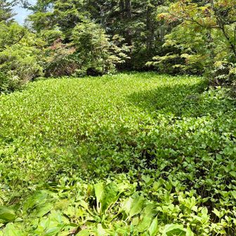 ぶえもん池
春は水芭蕉が美しいらしい！