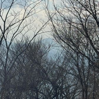 奥には武甲山がチラッと顔を覗かせる。

武甲山は本日の第三候補だったのですが起きれなかったのでまた今度🙏