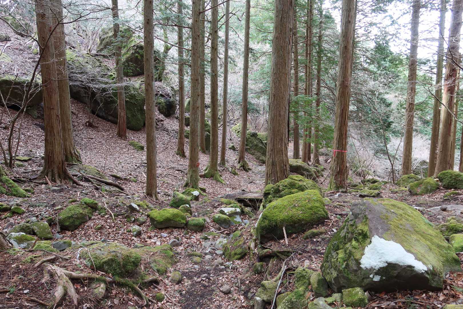 雰囲気が一変👀
苔生した岩がゴロゴロ