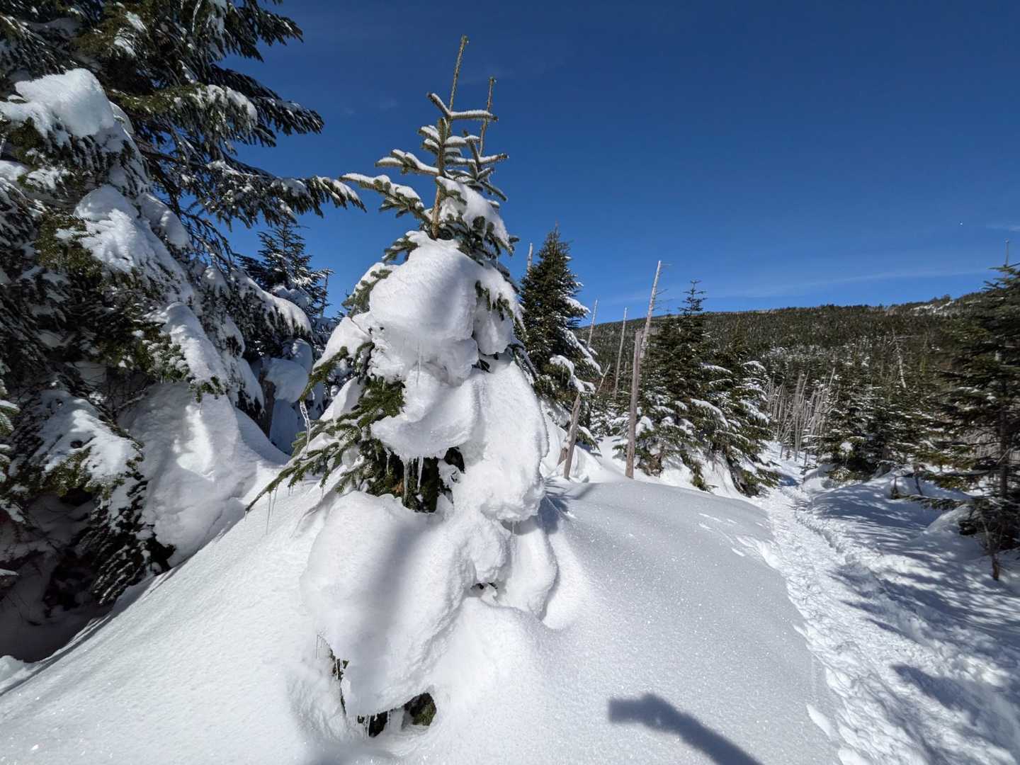 だんだんと雪❄もいい感じ