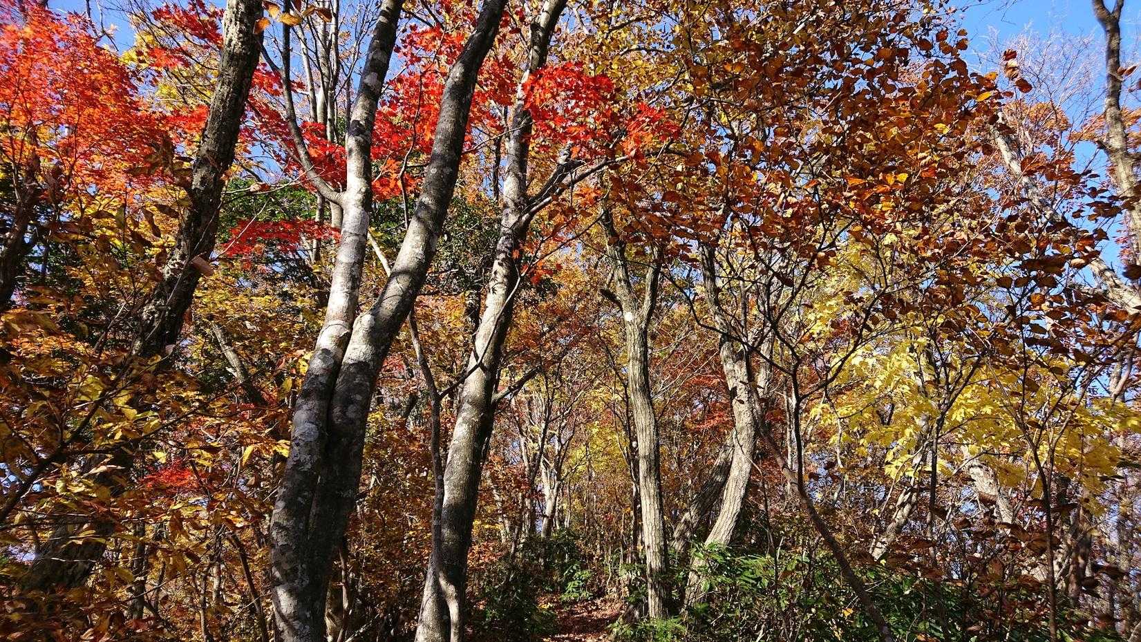 必死に登りながら彩りも楽しむ🍁💦