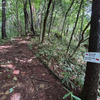 ☀️途中に時折り、木洩れ日が心地良い感じ🌿