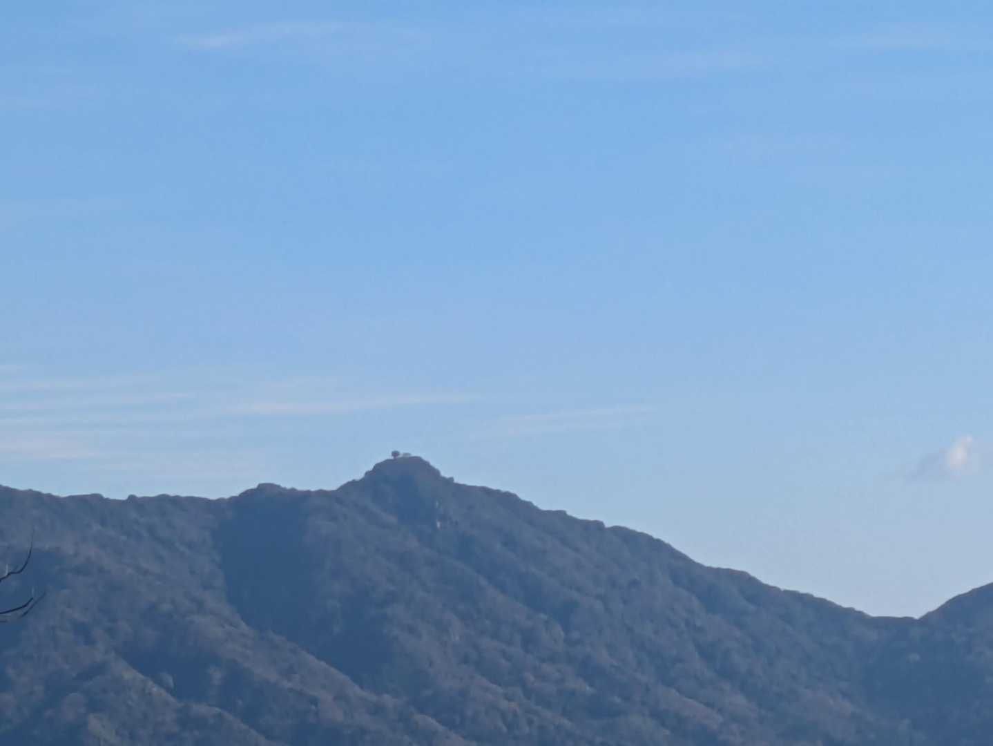 山頂に一本木があるがいつも運転しながら気になっている🌳