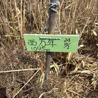 わかりにくい西万年ピーク⛰️
