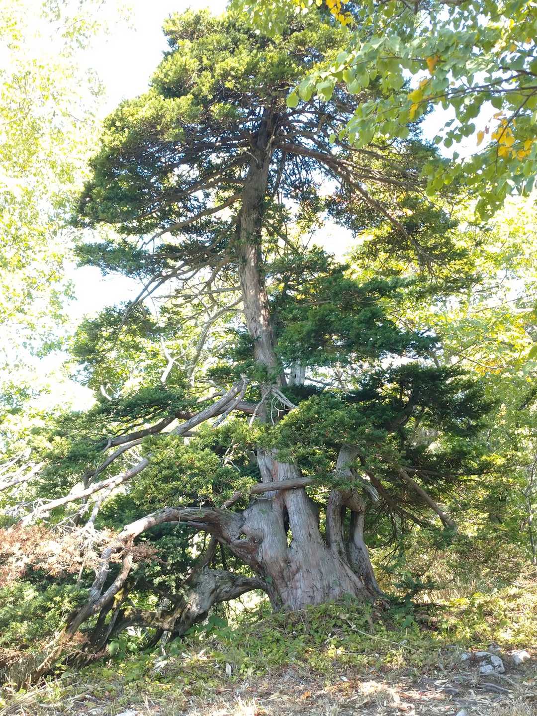 立派な松