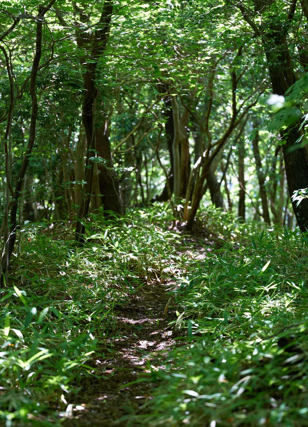 緑豊かな登山道です🐾