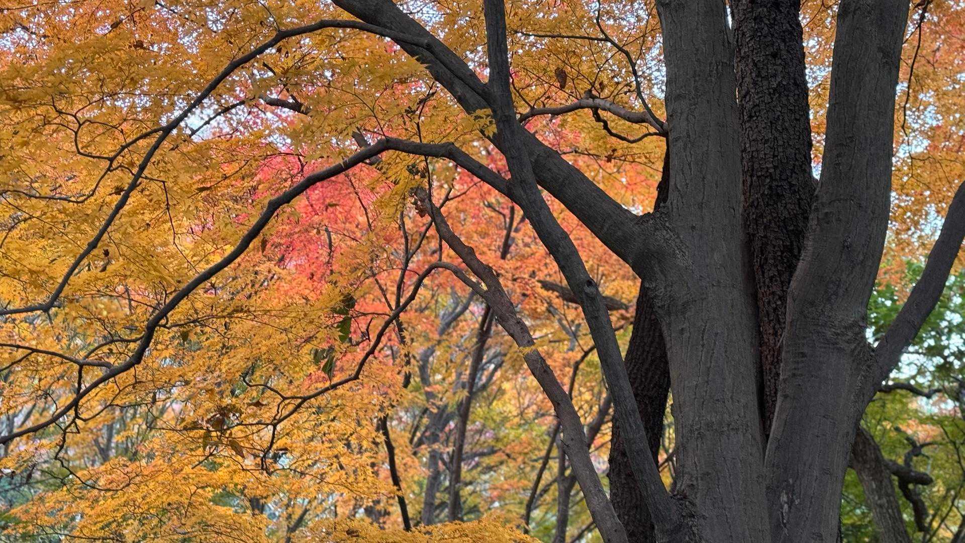 飯盛乗越-ほしだ園地登山口-戎公園バス停-鐃速日山-大原山 縦走コースの写真