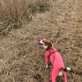 ワン公は楽しそうです