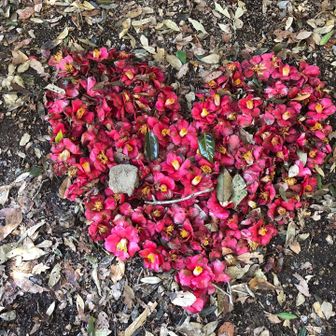 初心者🔰松浦 辰浩