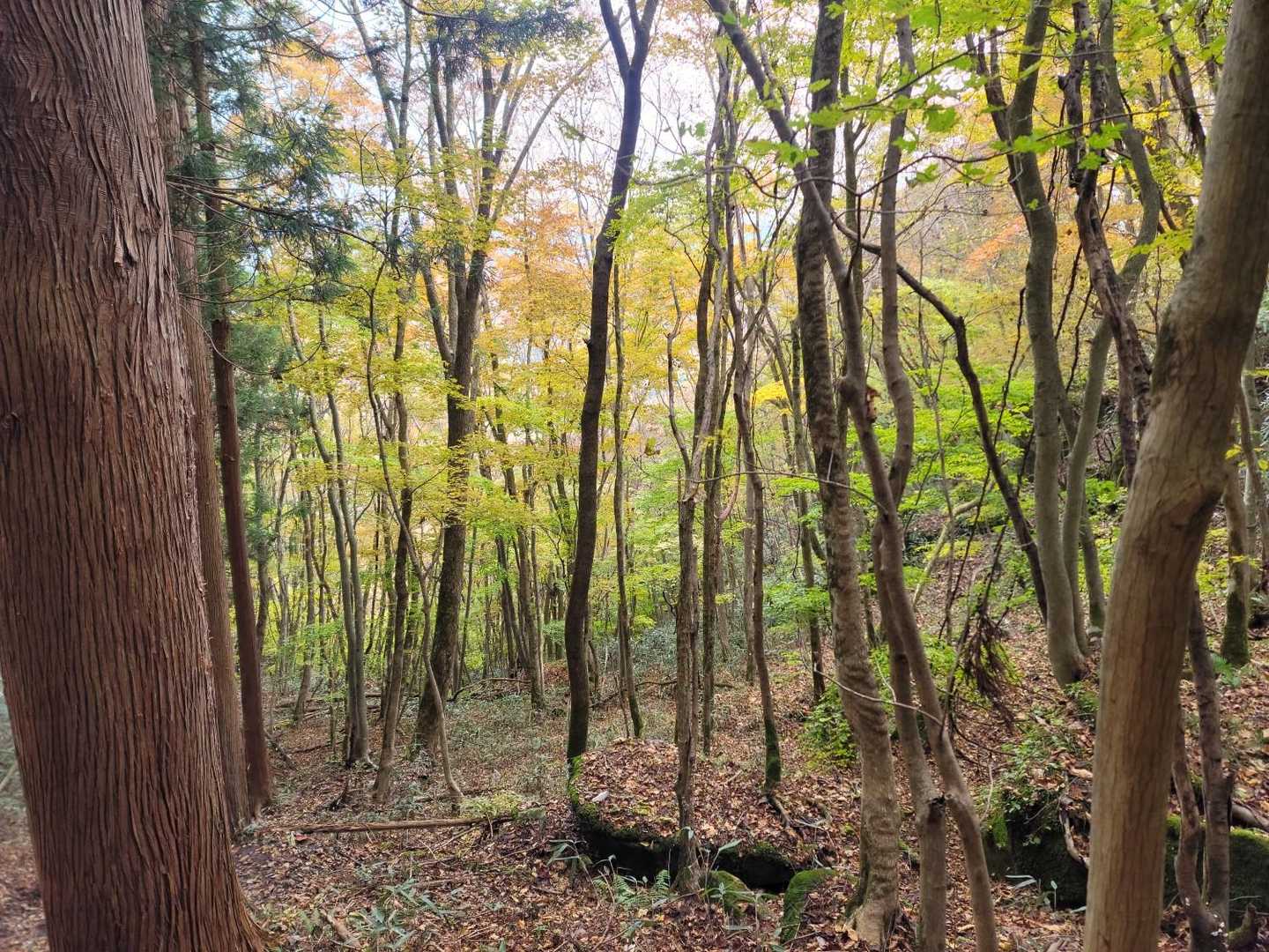 蓬田岳 往復コースの写真