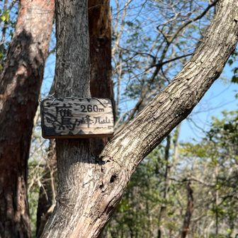 分岐からアップダウン無しで　鷹峰　頂上