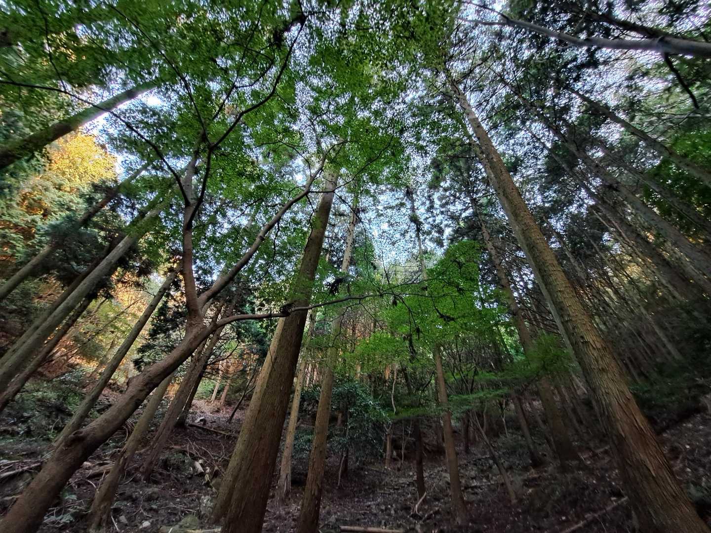 不動山 往復コースの写真