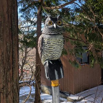 無事下山しましたお疲れさまでした
めぢからの強い鴟