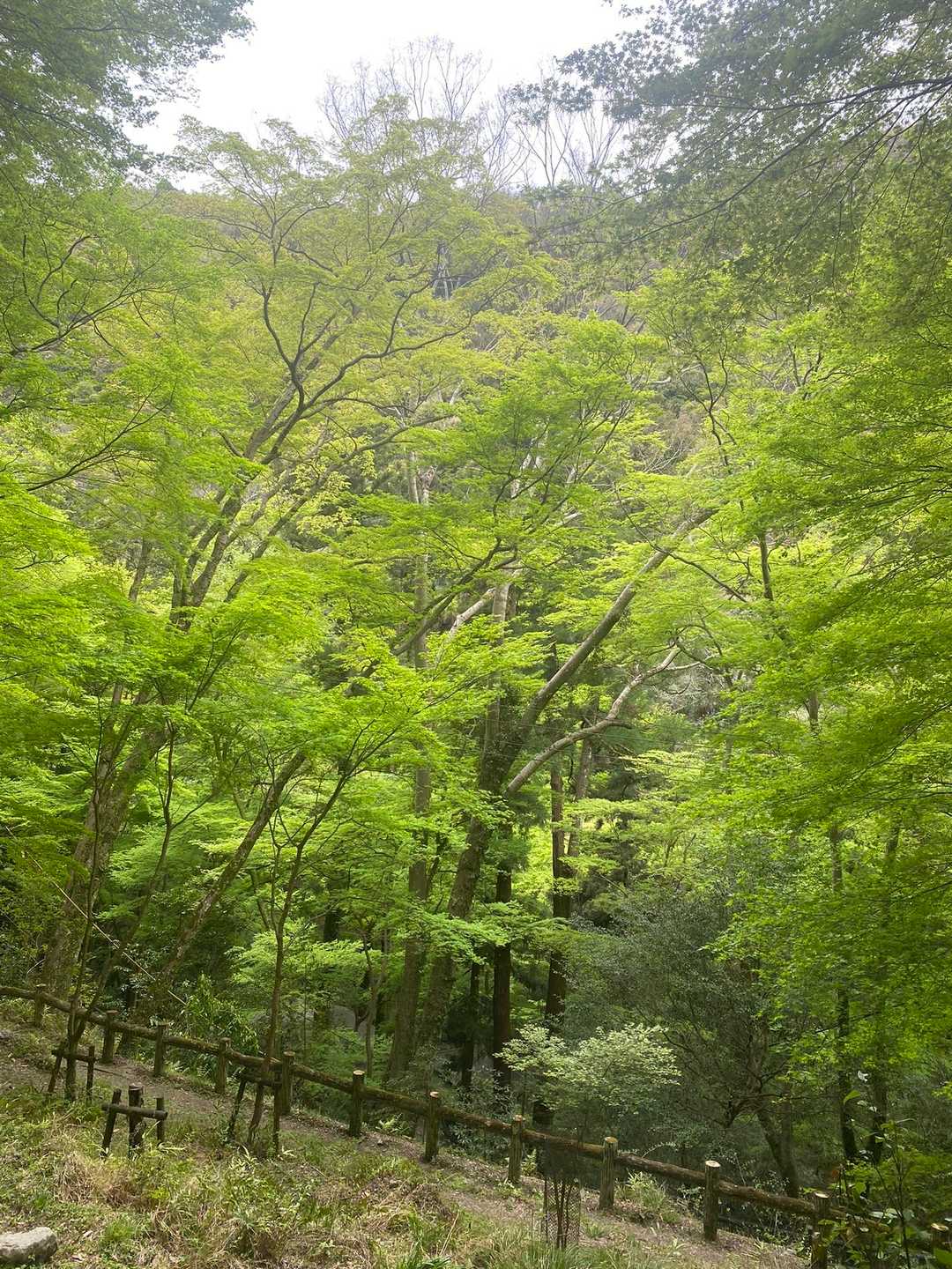 もみじ🍁の緑がキレイ❗️
天気が良ければもっとキレイだろうね