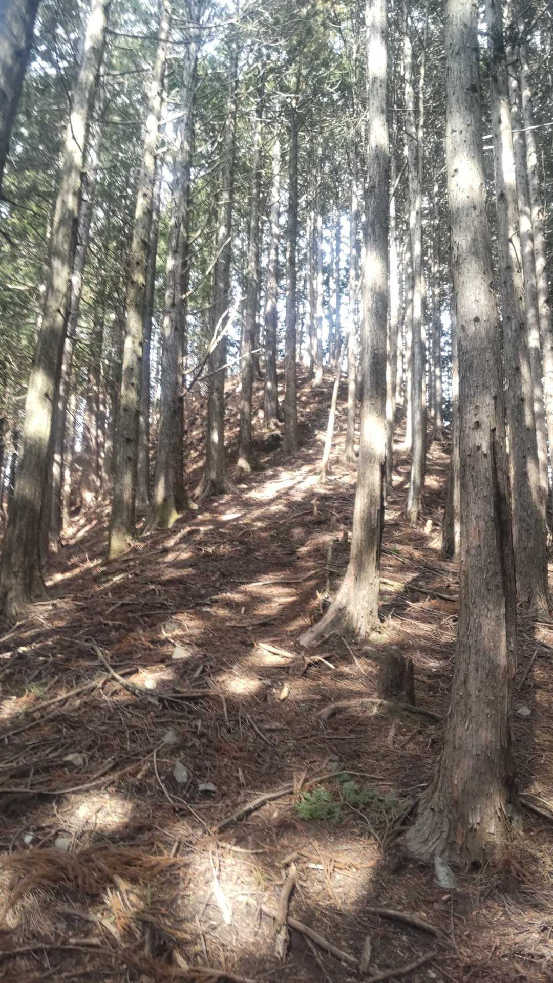 火戸尻山 往復コースの写真