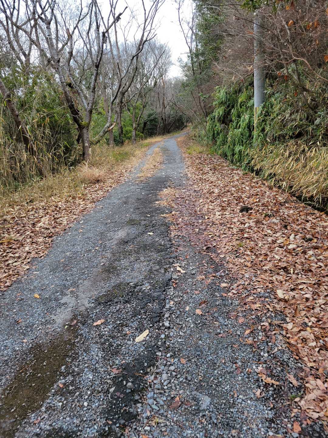 登山道にもどるﾙｰﾄへ！YAMAPには「一部侵入禁止」と書かれてたけど、不法投棄防止で車両乗入れ禁止でした！
こういう未舗装の登りが続きます🤘
進むと、ゆぴかに戻る登山道と合～流