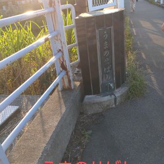 帰りはすずかけ台駅に直接向かう道、丘陵を抜ける道、途中東京科学大のキャンパスを抜けると馬の背橋へ