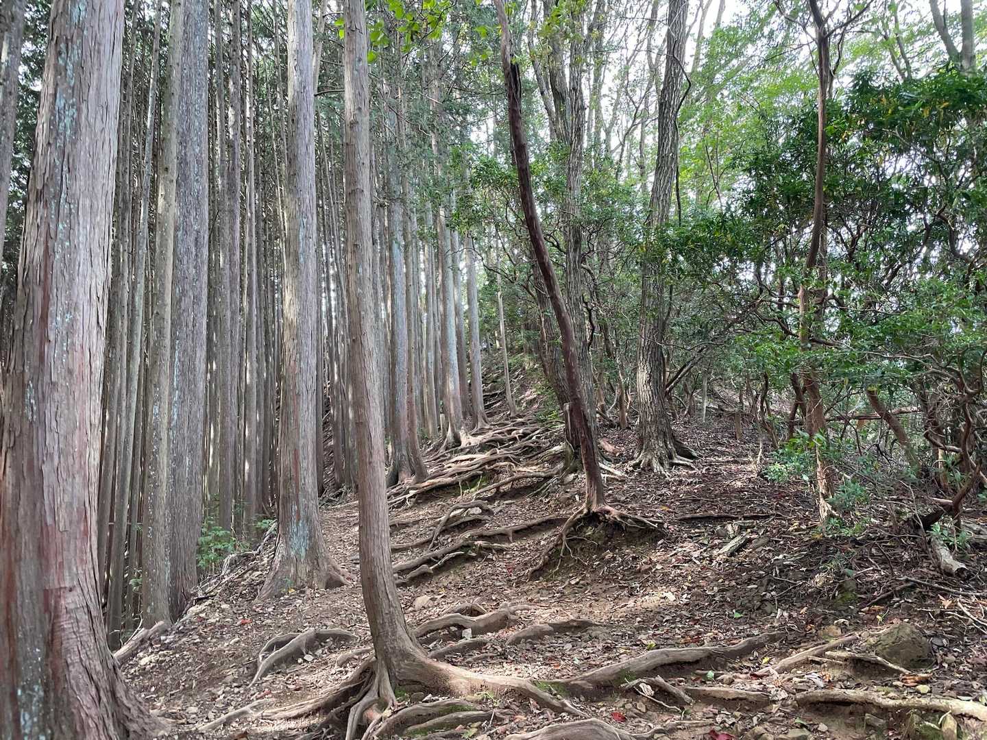 風が吹いていて冷えてきた🥶