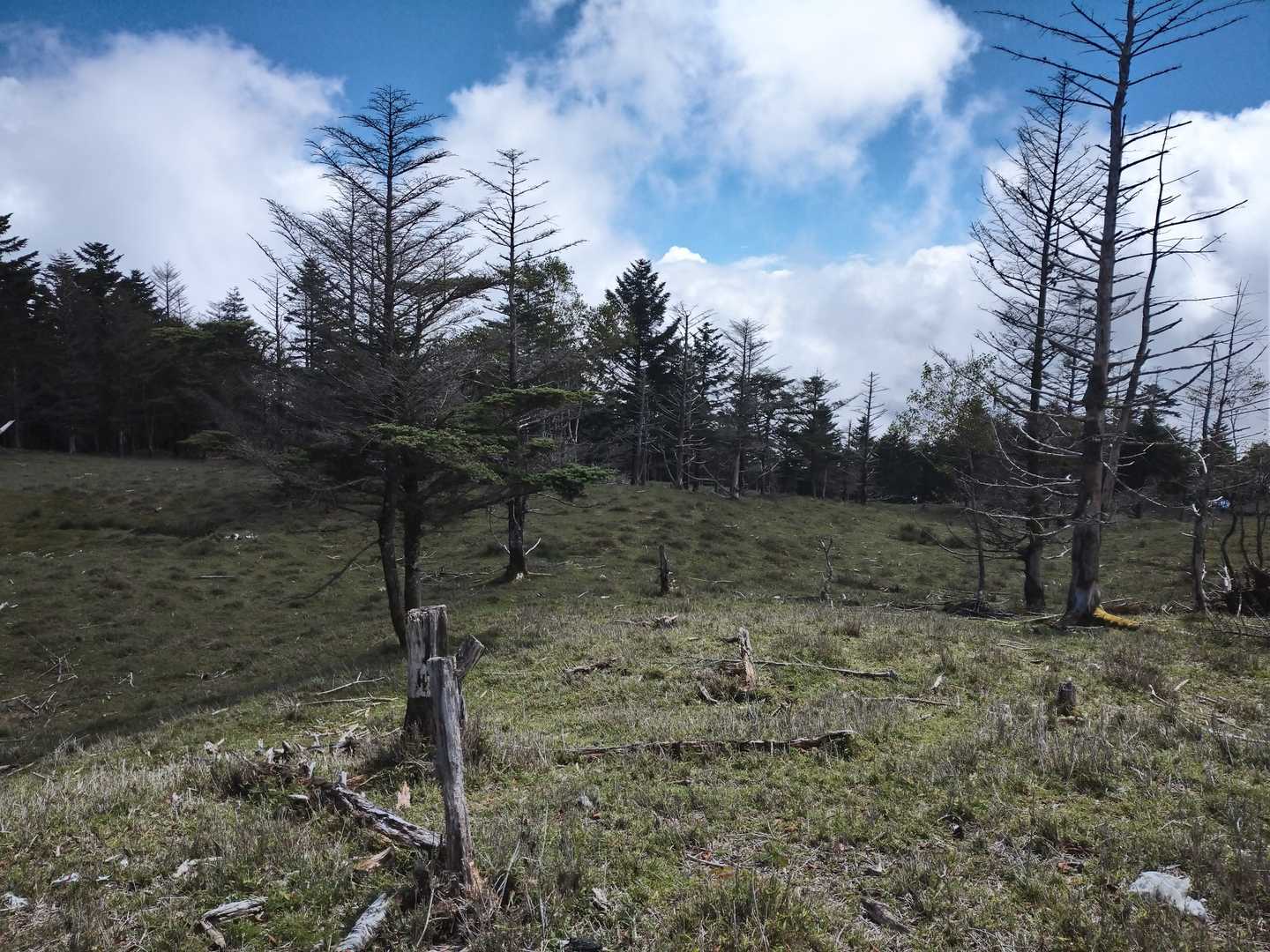 山頂には立ち枯れの木々が広がり南アルプス独特の雰囲気があります