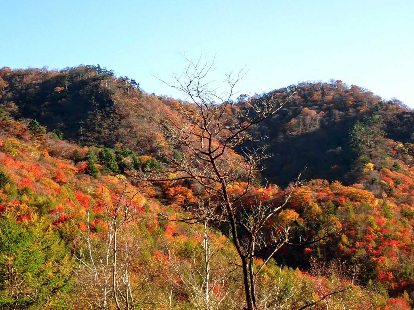 月山の紅葉も見頃でした。