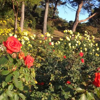 須磨離宮公園は
紅葉が見頃になる時期には
バラ園の薔薇も見頃をむかえます。

紅葉も良いけど
薔薇も綺麗に咲き誇っていて
素敵です🤗✨